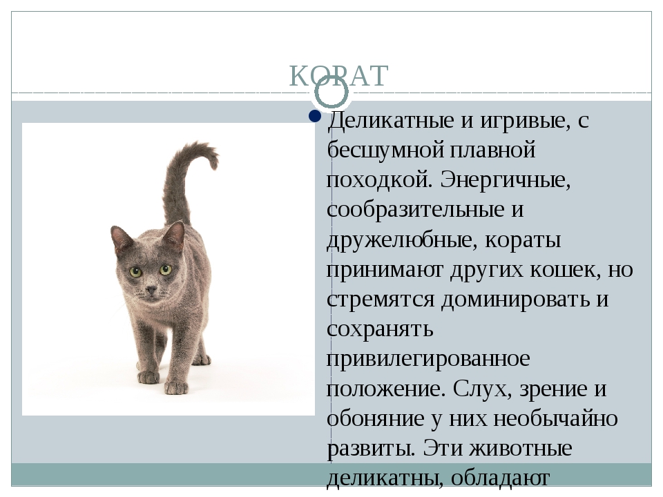 Турецкий ван (ванская кошка)