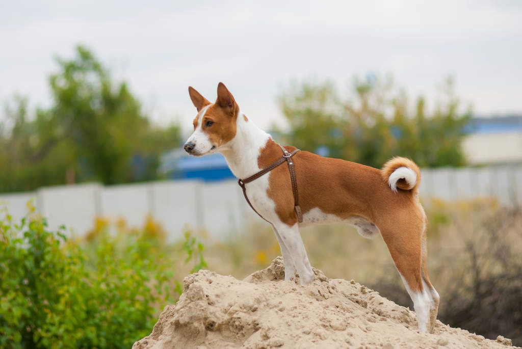 Басенджи собака: фото, цена, уход, отзывы, особенности породы с подробным описанием