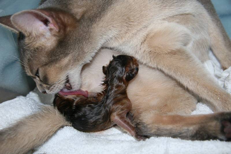 Размножение у кошек - как происходит, когда беременеют