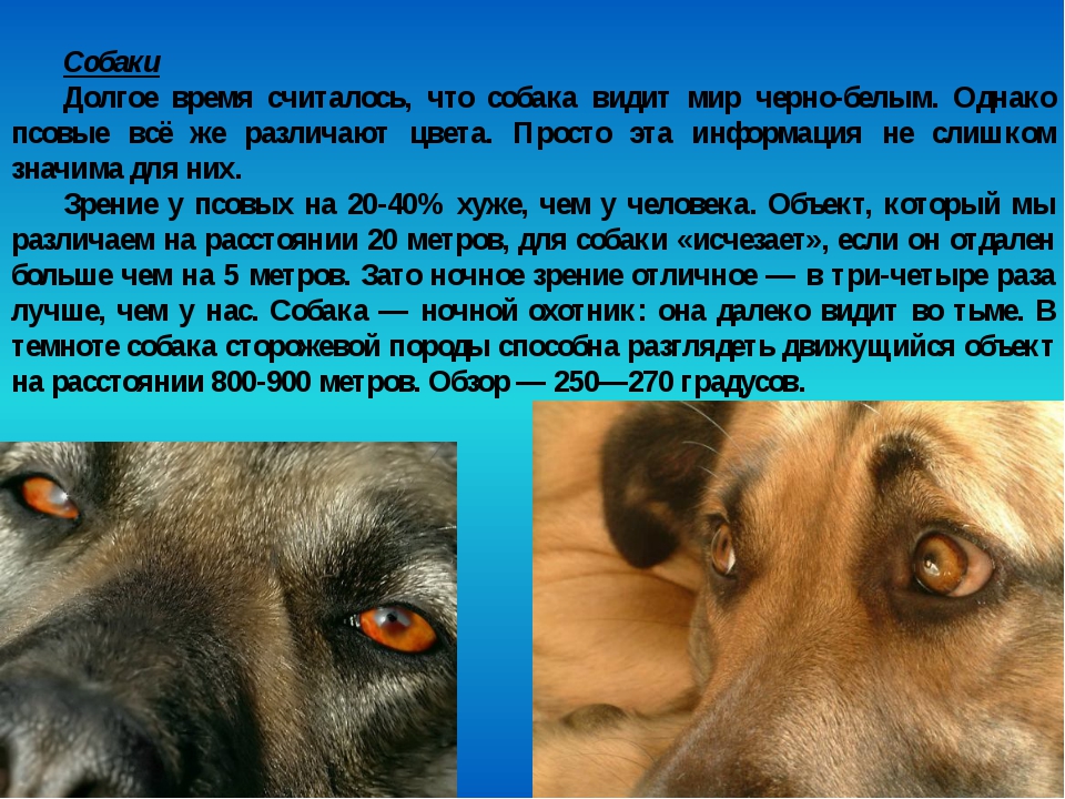 Какое животное видит цветное изображение