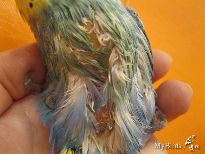 Липома у попугая: опухоли и шишки, профилактика и лечение