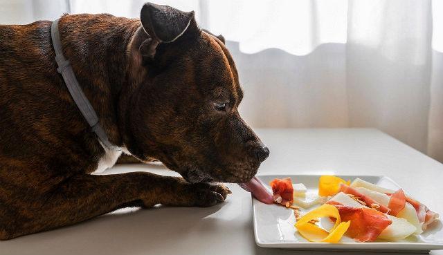 Чем кормить стаффа: рацион питания щенка и взрослого
