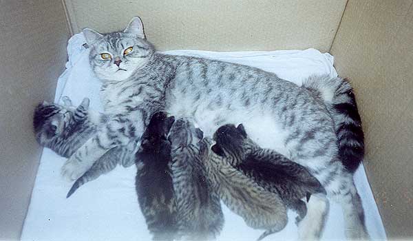 Сколько длится беременность у кошек, шотландской, вислоухой | zoosecrets