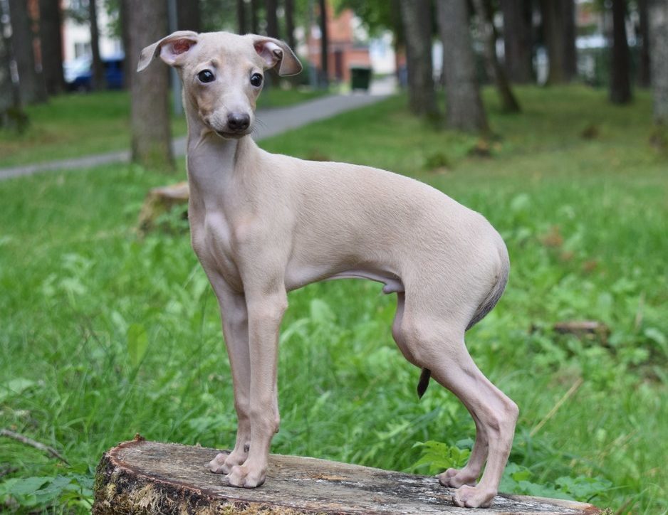 Левретка (итальянская борзая): описание миниатюрной породы собак, уход и содержание