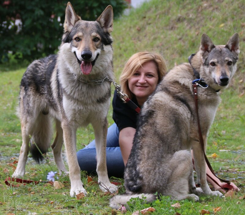 Чехословацкая волчья собака: содержание дома, фото, купить, видео, цена