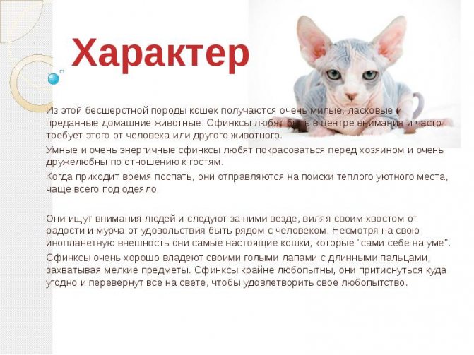 Лысые кошки сфинксы все виды с названием породы