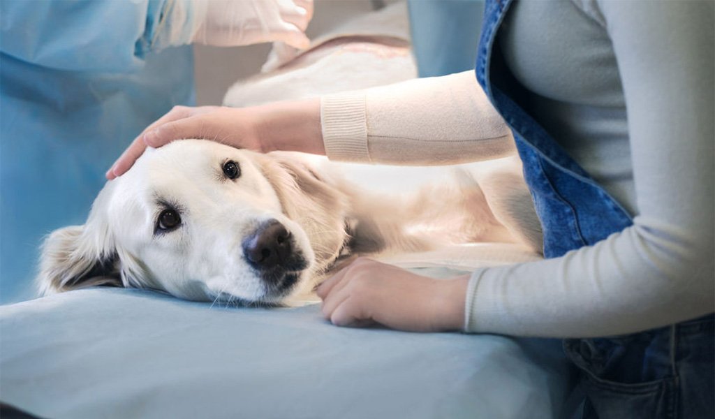 Как лечить недержание мочи у собаки после стерилизации?