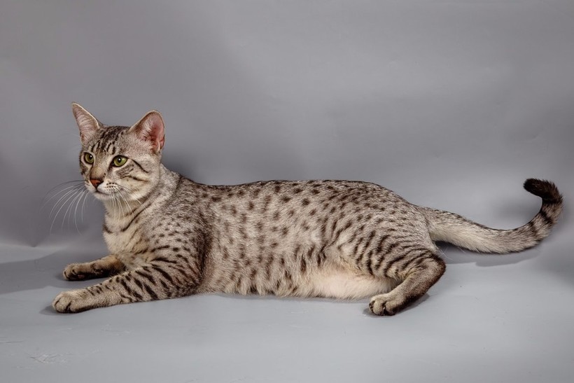 Анатолийская кошка: фото, описание породы, уход, характер и поведение