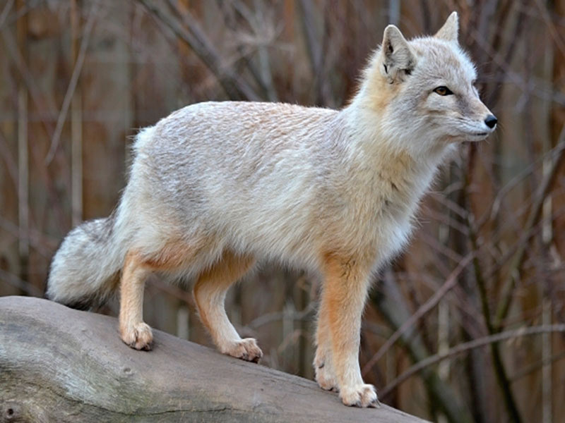 Вид: vulpes corsac = корсак, степная лисица