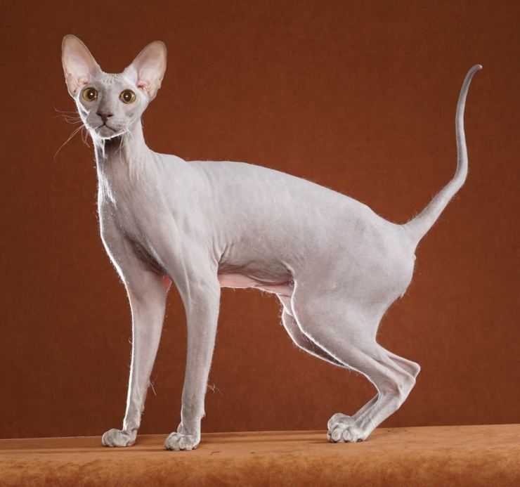 Кошка сфинкс петерболд: описание внешности и характера, уход за питомцем, выбор котёнка, отзывы владельцев, фото петербургского кота