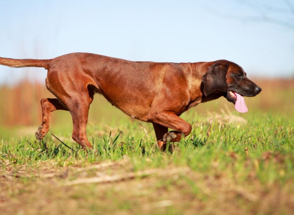 Австрийская гончая — описание породы и характер собаки