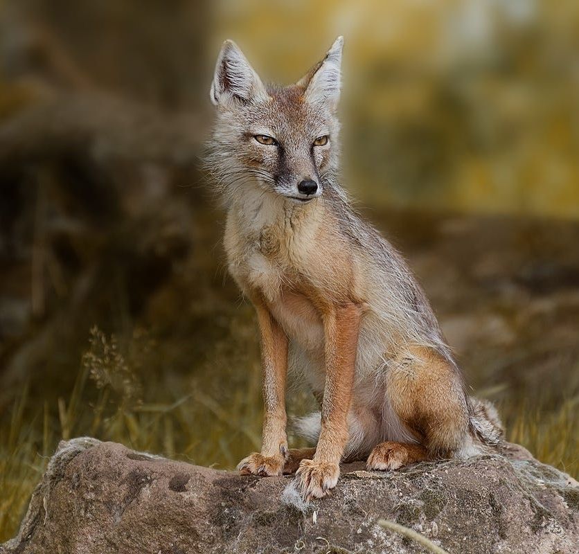 Большеухая лисица - фото и описание, где обитает и чем питается - доклад