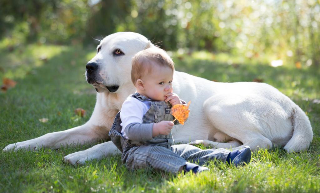 12 самых добрых пород собак — ласковые питомцы и верные друзья