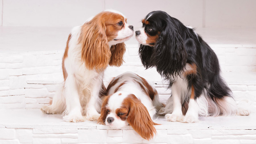 Характеристика собак породы кавалер-кинг-чарльз-спаниель