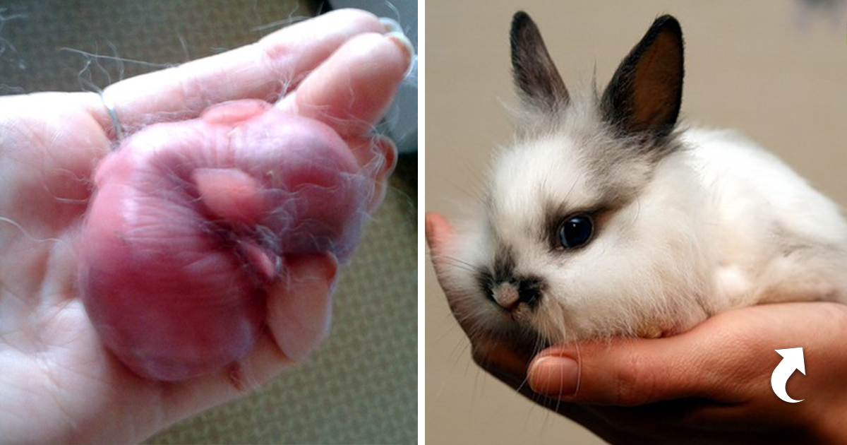 Как определить возраст декоративного кролика и до каких размеров они растут