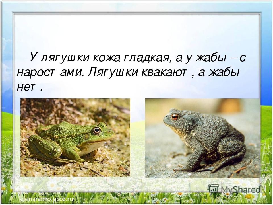 Чем отличается жаба от лягушки? сходство лягушки и жабы