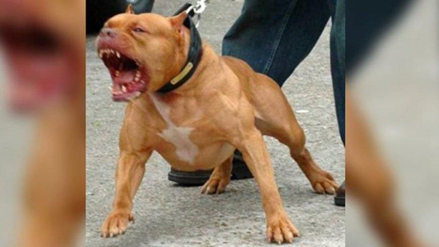 5 пород собак с самой «чудовищной» силой укуса. собаки, которые могут противостоять любому противнику: описание