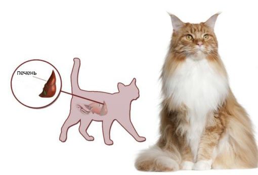 Депо провера инструкция по применению для кошек, provera таблетки