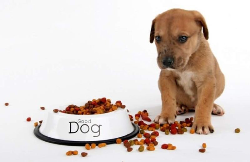 Корм для собак с высоким содержанием протеина: сколько белка нужно вашей собаке?