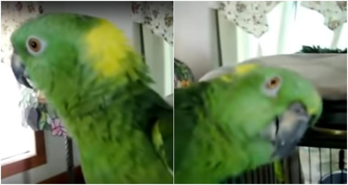 Ученые выяснили, что попугаи кеа способны заразительно смеяться