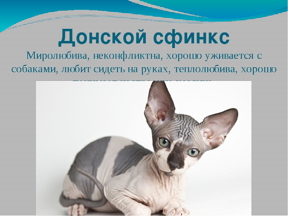 Тонкинская кошка: описание породы и характера, уход за тонкинезом