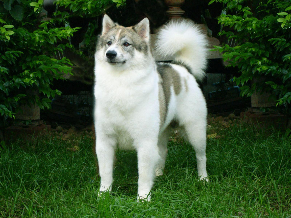 Фукуокский риджбек: питомник собак на фукуоке