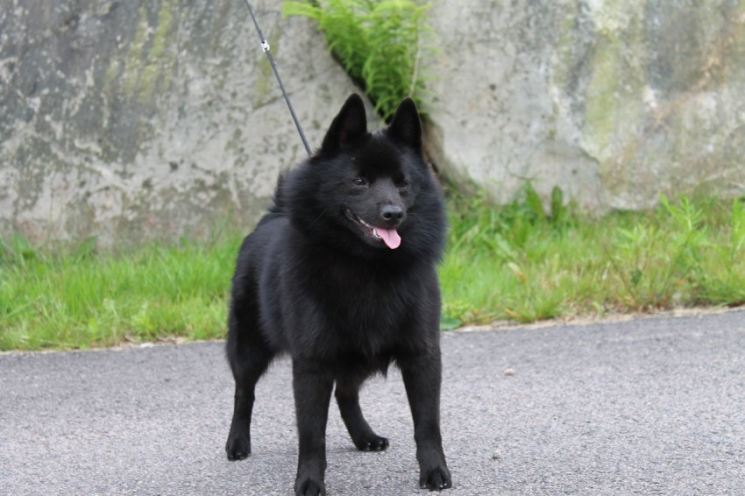 Шипперке – фото собаки, описание характера шипперке (схипперке) и характеристика породы