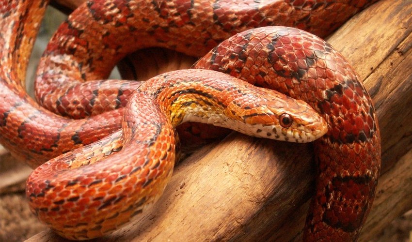 Домашняя змея - что нужно знать прежде чем завести экзотическое животное.