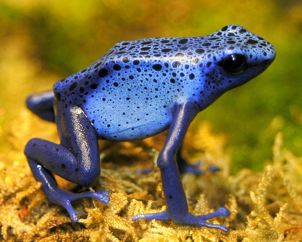 Земляная жаба. описание, особенности, виды и среда обитания земляной жабы