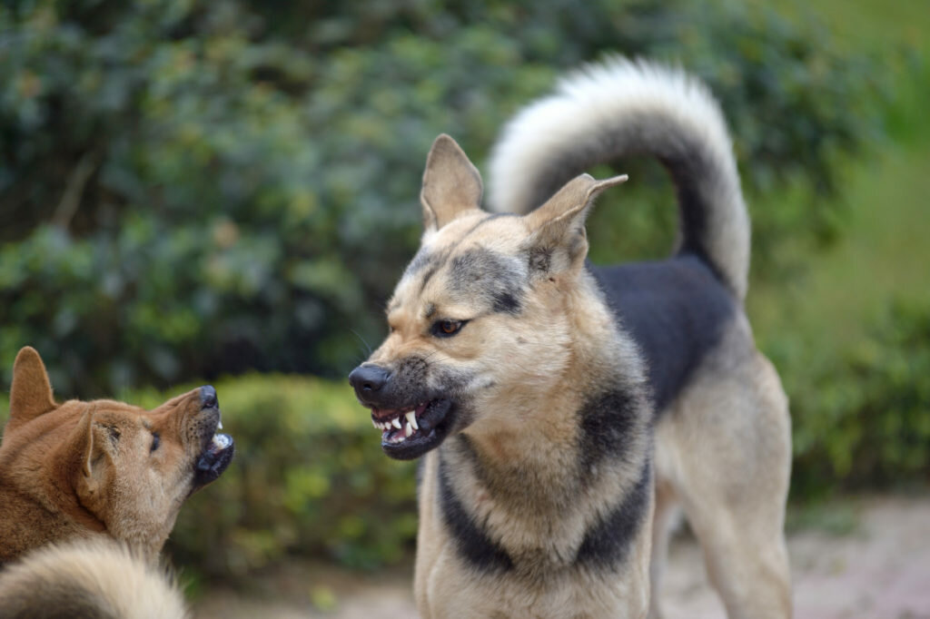 Если собака стала агрессивной – причины, действия, профилактика