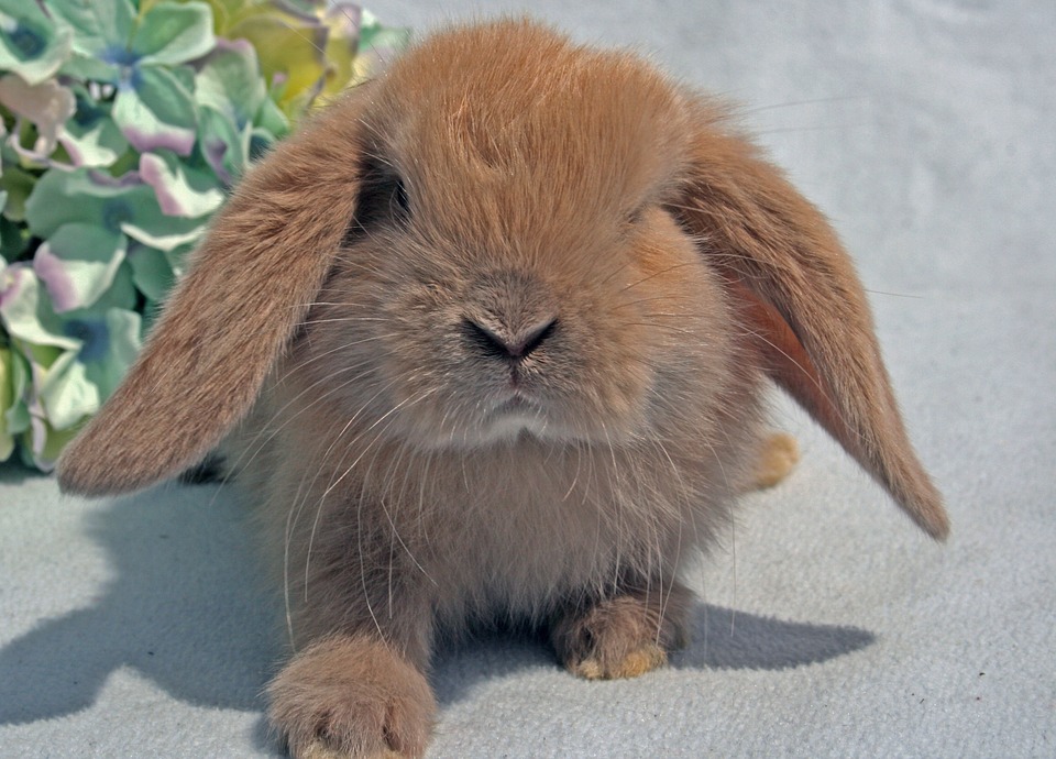 Милый кролик: самые красивые и пушистые в мире породы