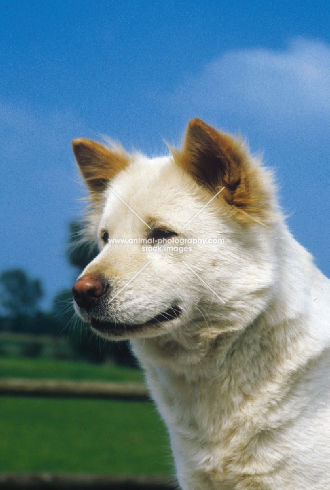 Горная собака бали: характеристики породы, фото, характер, правила ухода и содержания