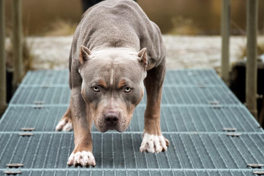 Топ-10 самых опасных собак мира: происхождение, поведение, характер, привычки
