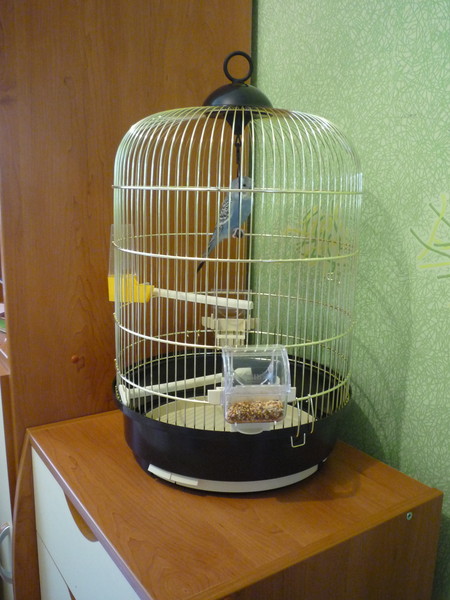 ᐉ клетка для попугая своими руками: как сделать, пошаговая инструкция - kcc-zoo.ru
