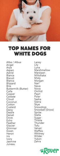 Клички для собак девочек — список имен