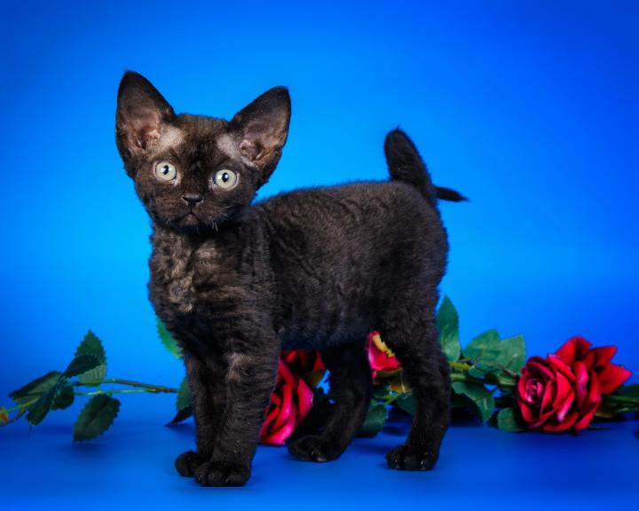 Девон-рекс: фото кошки, цена, характер и описание породы, отзывы владельцев, как выбрать котёнка в питомнике, уход за питомцем