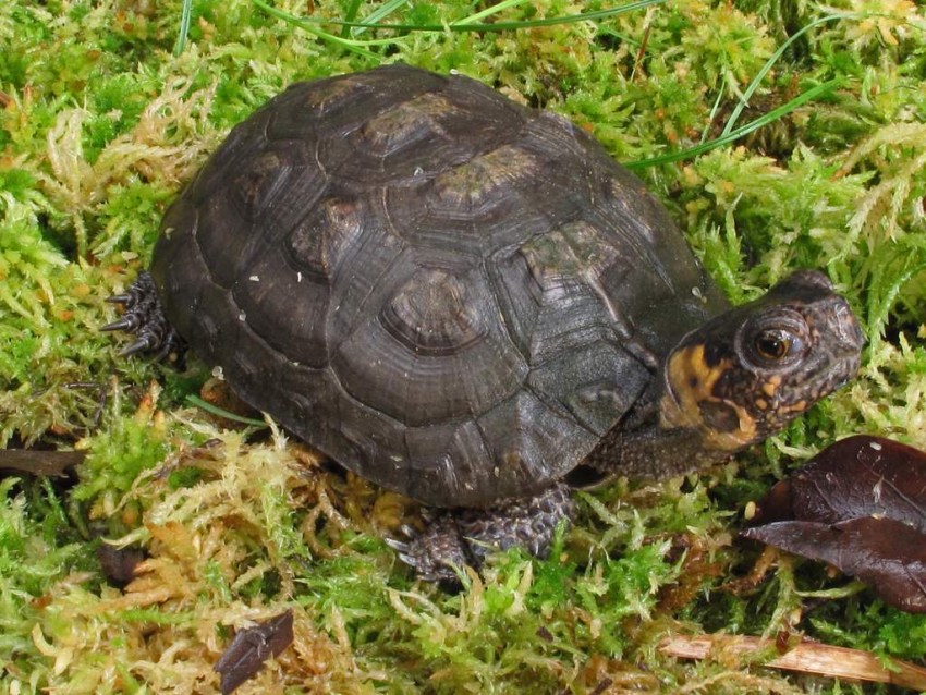 Зеленая черепаха: где обитает, чем питается, сколько живет