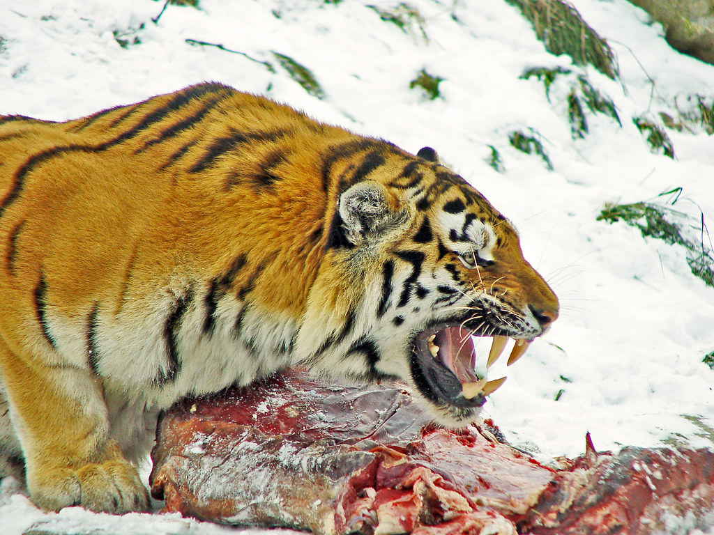 ᐉ кто сильнее лев или тигр - мнение экспертов - zoovet24.ru