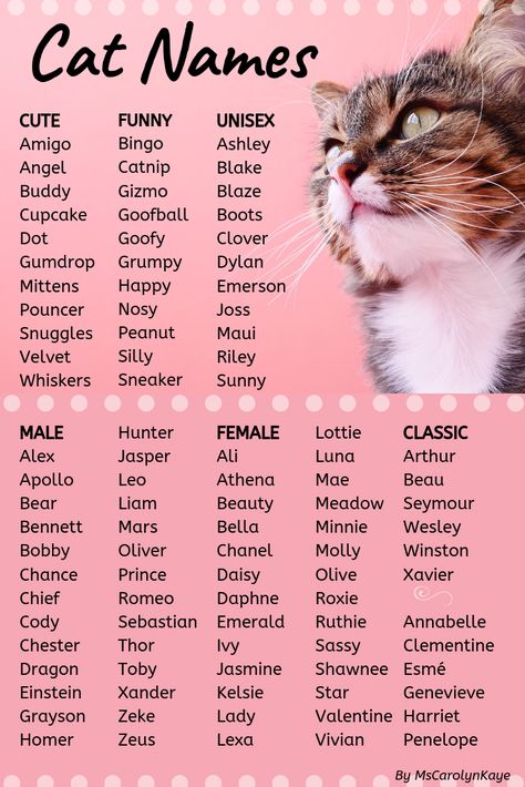 Имена для кошек-девочек: редкие и красивые кошачьи клички. как можно назвать котенка? необычные и легкие женские имена