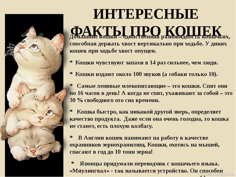 Интересные факты о кошках для детей и взрослых