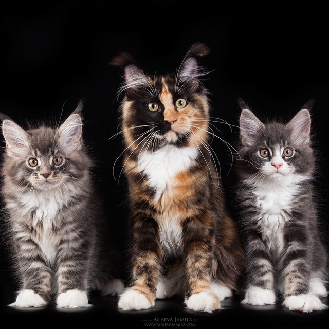 Популярные породы кошек: рейтинг gfa с описанием внешности и характера