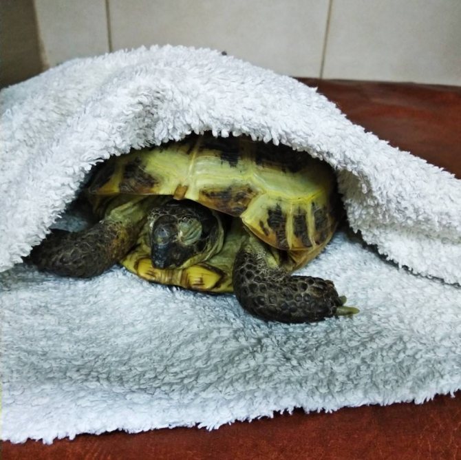 Как разбудить черепаху сухопутную, как вывести из спячки
