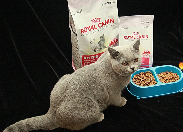 Чем кормить британских кошек- правильное кормление +видео
