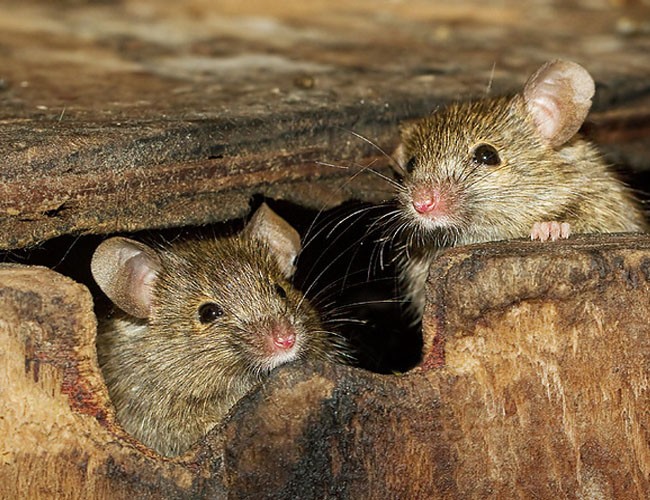 Кот-крысолов: породы с фото и описанием, особенности содержания охотников на мышей и крыс