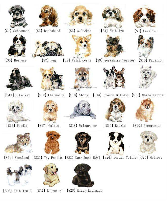 Клички для собак: все имена по алфавиту от а до я
