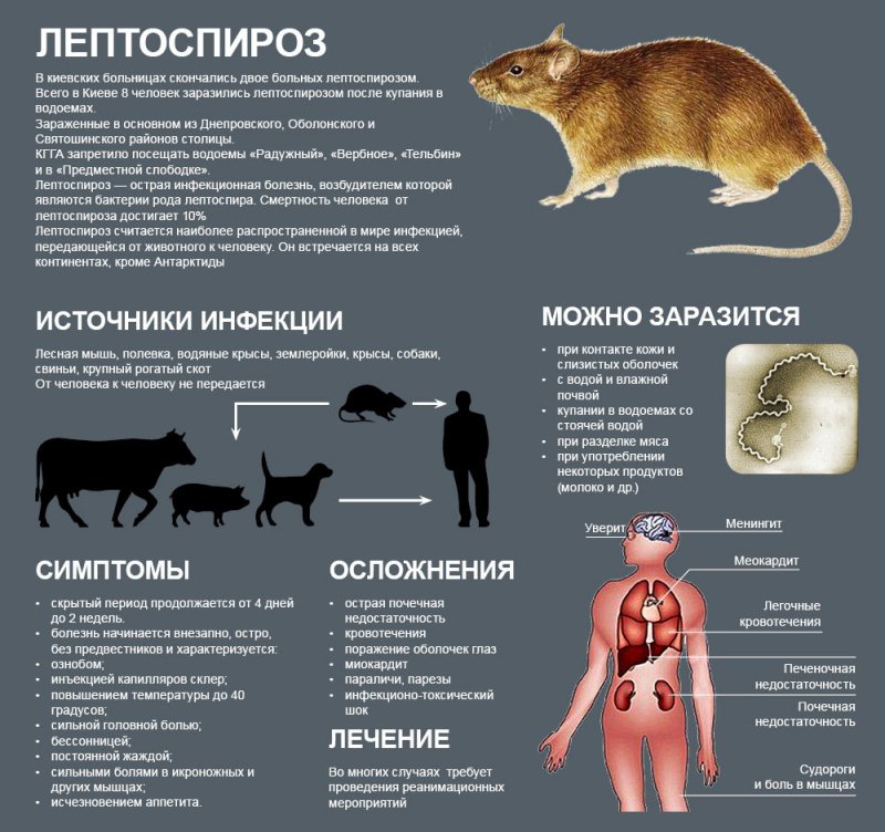 Вирусные инфекции у кошек и котов