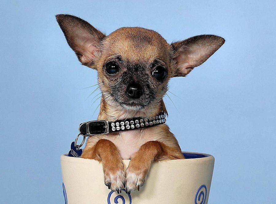 Карманные собачки (39 фото): названия пород маленьких собак. как выглядят щенки? как называются самые мелкие пушистые собачки?