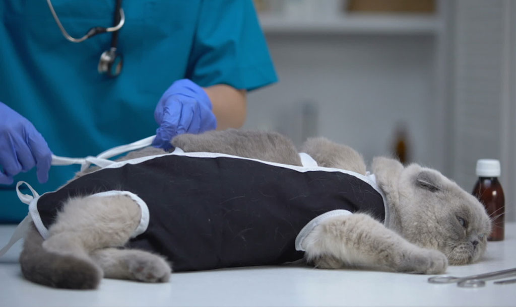 Кошка после стерилизации: уход в домашних условиях