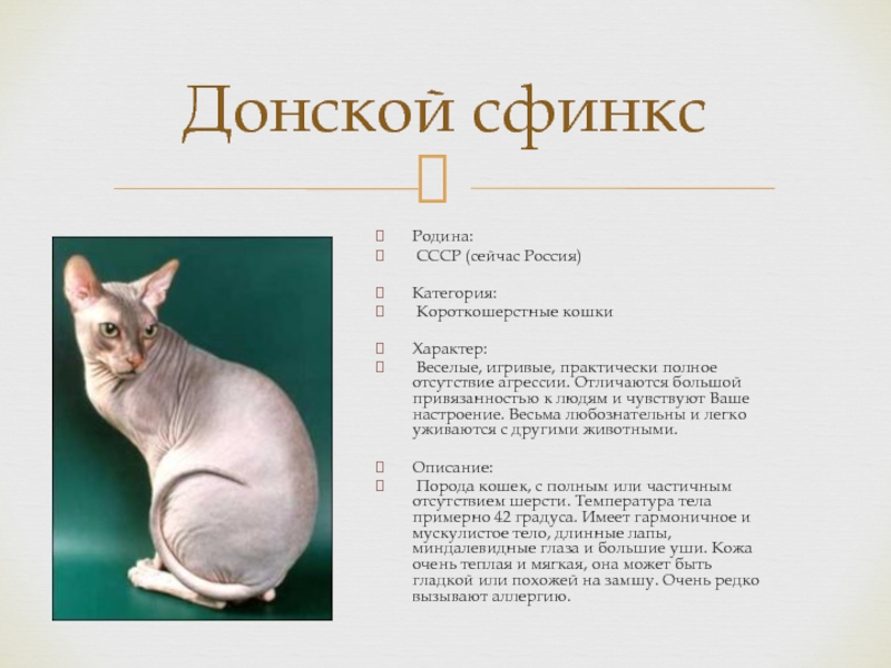 Рассмотрите фотографии лысой кошки огэ по биологии