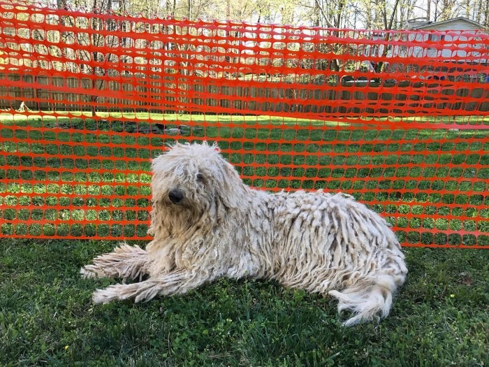 Описание породы собак комондор (венгерская овчарка) с отзывами владельцев и фото